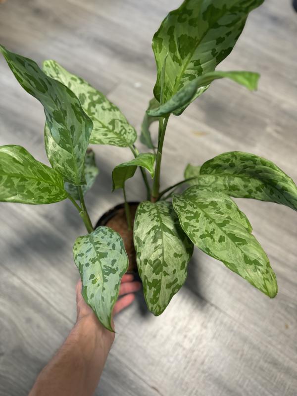 dracaena watering Dracaena Fragrans  Classic Indoor Corn Plant  PlantMart.pk
