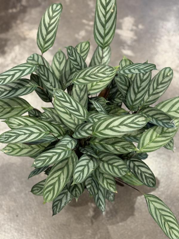For Garden's Sake - Calathea Exotica 6" 6"