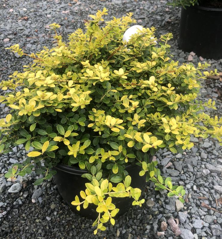 For Garden's Sake - Ilex Crenata Golden Helleri 3H x 4W 3 Gallon