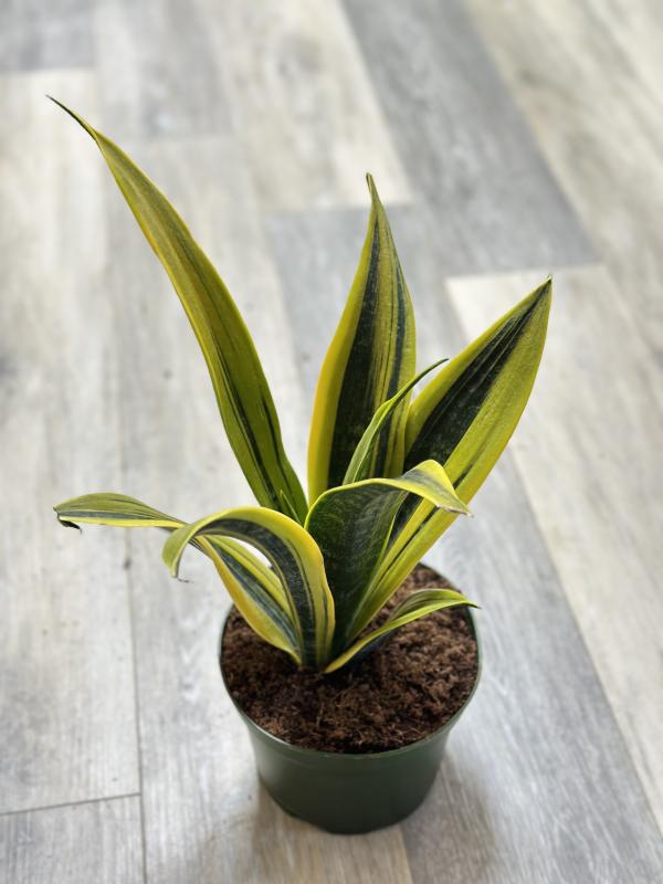 cheap snake plants Sansevieria Zeylanica main image 1