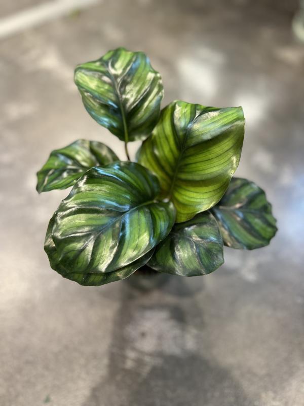 plante dracaena Simply Trees Dracaena Lisa Indoor Houseplant (4-5 Feet), Easy to Maintain Air Purification Plant, Great Low-Maintenance Office Decor, Living Room main image 0