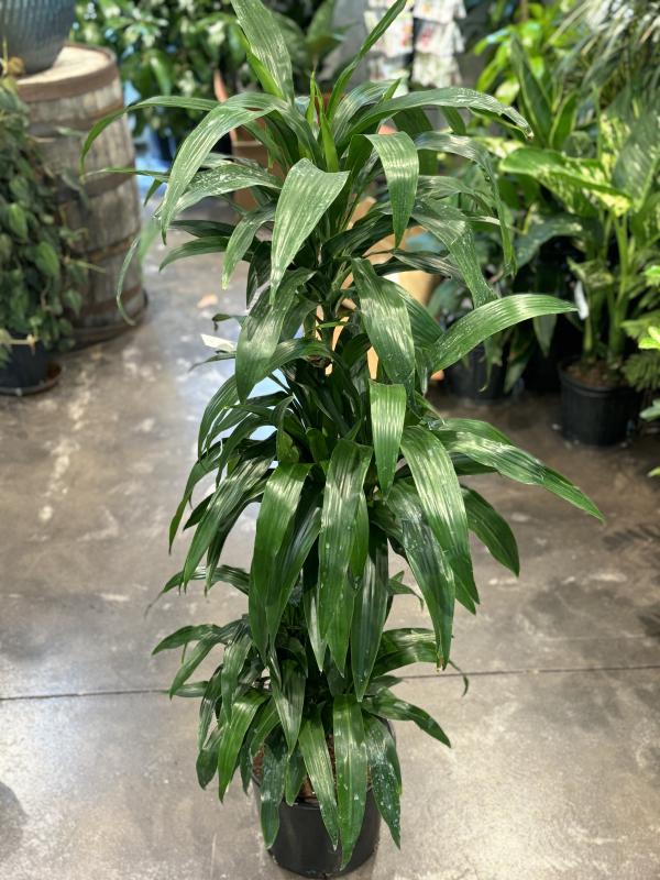 calathea fruticosa Calathea Pink Stripes Ornata Prayer Plants main image 1