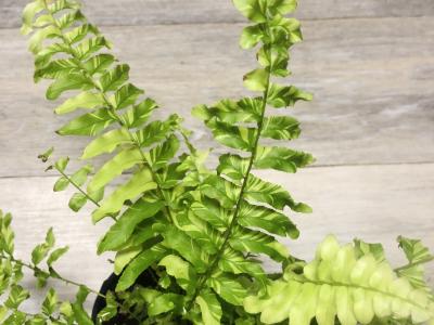 Boston Tiger Fern 4"