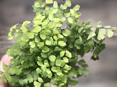 Maidenhair Fern 4"