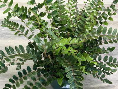 Fern Button 6" 6"