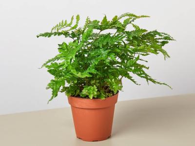 Fern Austral Gem 4" 4"