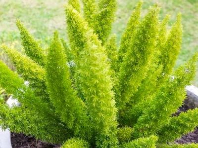 Fern Foxtail 4" 4"