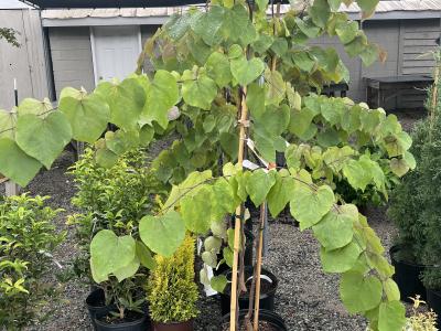 Cercis can. Flamethrower 20h x 15w 7 gallon