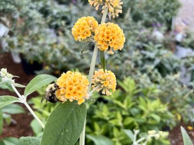 Buddleia davidii Honeycomb 6h x 5w Yellow 3 gallon