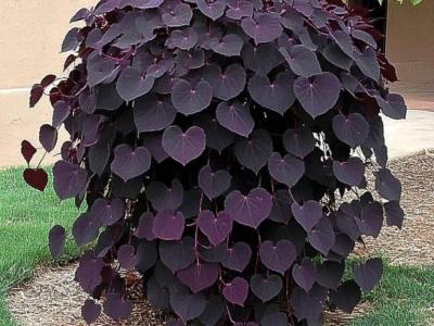Cercis can. Ruby Falls Trained h x 8w 7 gallon