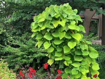 Cercis can. Golden Falls 10h x 4w 15 gallon