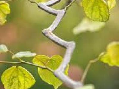 Cercis can. Zig Zag 18-20h x 25w 15 gallon