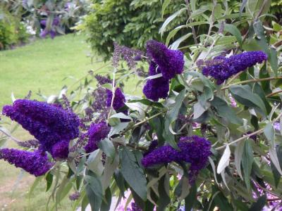 Buddleia davidii Black Knight STD 6-8 h x w Dark Purple 3 gallon