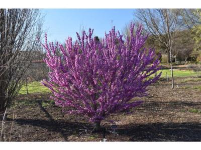 Cercis chinensis 'Kay's Early Hope' 15h x 15w 10 gallon