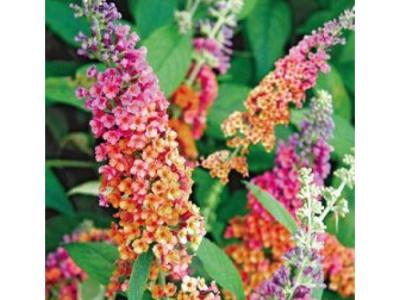 Buddleia x weyeriana 'Bicolor' 6-8 h x w 3 gallon
