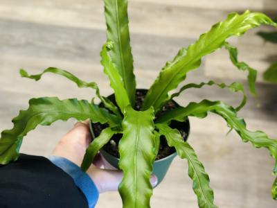 Fern Assorted 2" 2"