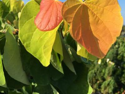 Cercis can. Rising Sun 12h x 8w 5 gallon