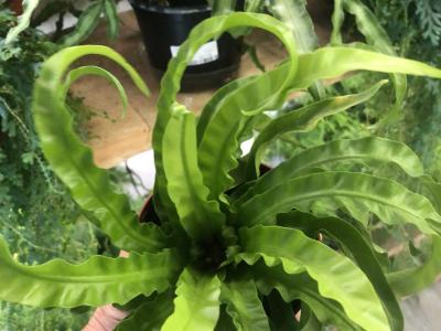 Fern Birdnest Hurricane 4" 4"