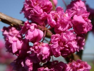 Cercis x Pink Pom Poms 20h x 15w 15 gallon