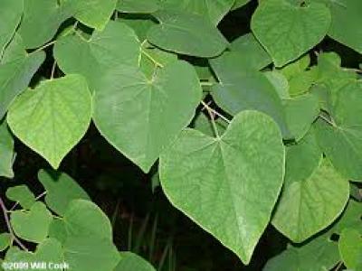 Cercis can. Eastern Redbud 30h x 20w 7 gallon