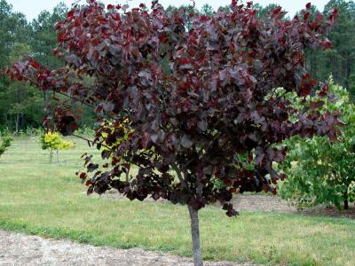Cercis can. Merlot 15h x 15w 7 gallon