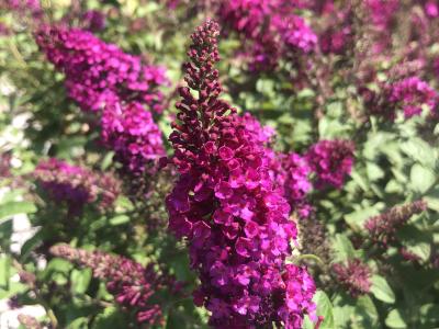 Buddleia davdii Miss Molly 5h x 5w Hot pink 3 gallon