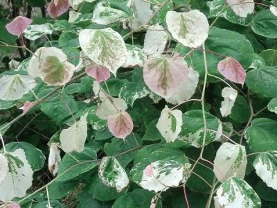 Cercis x Whitewater 8h x 6w 7 gallon
