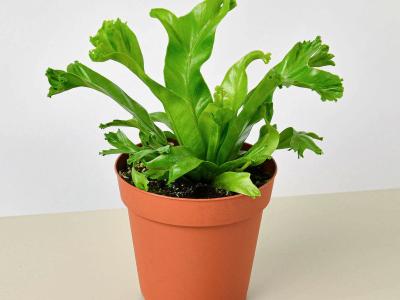 Fern Birdnest Leslie 4" 4"