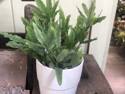 Fern Blue Star 4" 4"