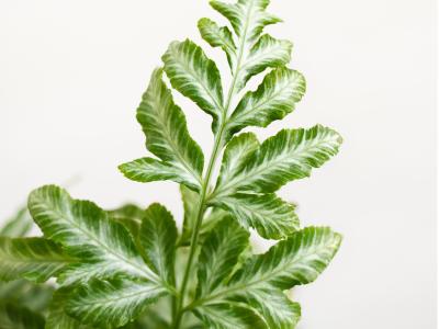 Fern Silver Lace 4" 4"
