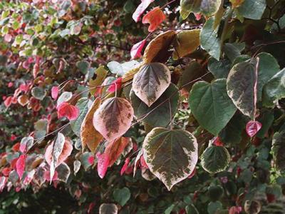 Cercis can. Carolina Sweetheart 30h x 25w 7 gallon
