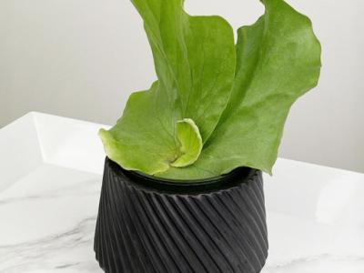 Fern Staghorn Elephantotis 6" 6"