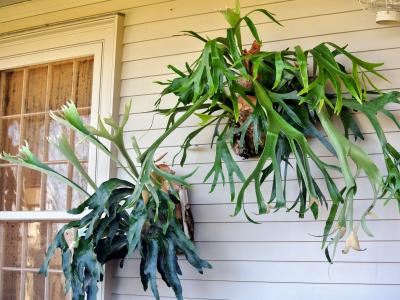 Mounted Staghorn Fern Specialty Large