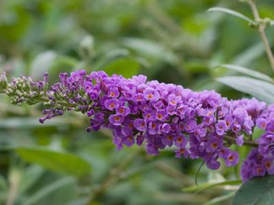 Buddleia Blue Chip Jr. 2h x 2w Purple 3 gallon