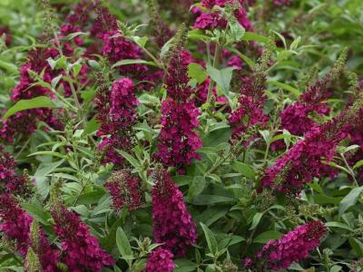 Buddleia Chrysalis Cranberry 1.5h x 2w Dark Purple 1 gallon