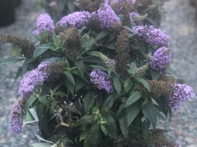 Buddleia Pugster Amethyst 2h x 2w Soft Purple 3 gallon