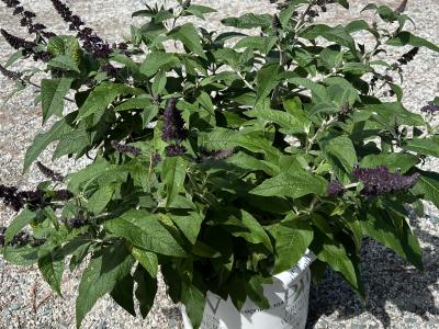 Buddleia Pugster Blue 2h x 2w Deep Purple 3 gallon