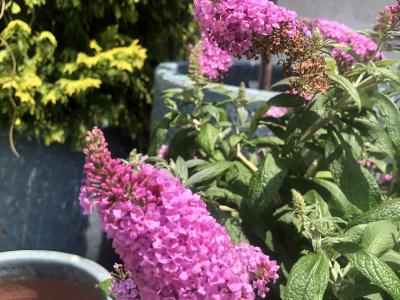 Buddleia Pugster Pink 2h x 2w Pink 3 gallon