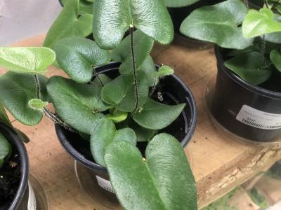 Fern Heart 4" 4"