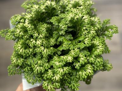 Frosty Fern 4.5" 4.5"