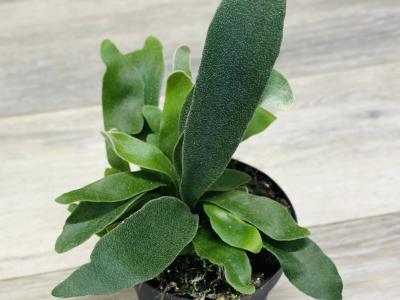 Staghorn Fern 4" 4"