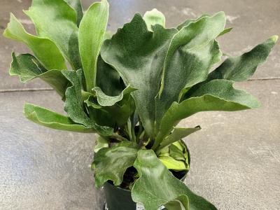 Bifurcatum Staghorn Fern 6" 6"
