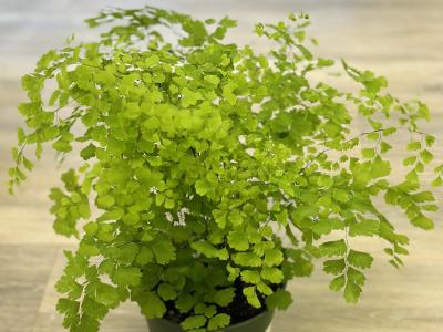 Fern Maidenhair 6" 6"