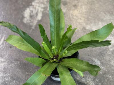 Fern Birdnest Japanese 4" 4"