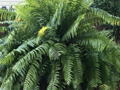 Fern Macho 6" Protect under 50 degrees 6"