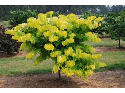 Cercis can. Hearts of Gold 20h x 18w 15 gallon